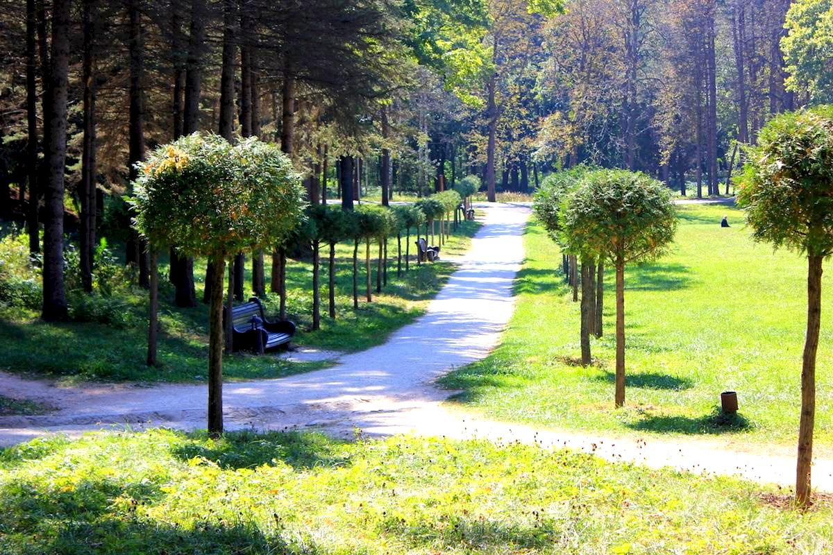 Аллея туи штамбовой в честь 70-летия Победы в ВОВ