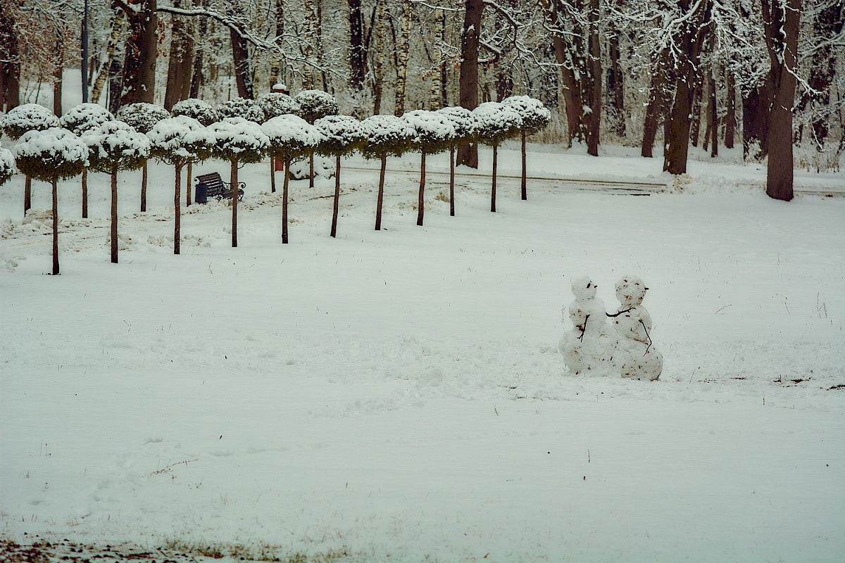 Аллея туи штамбовой в честь 70-летия Победы в ВОВ