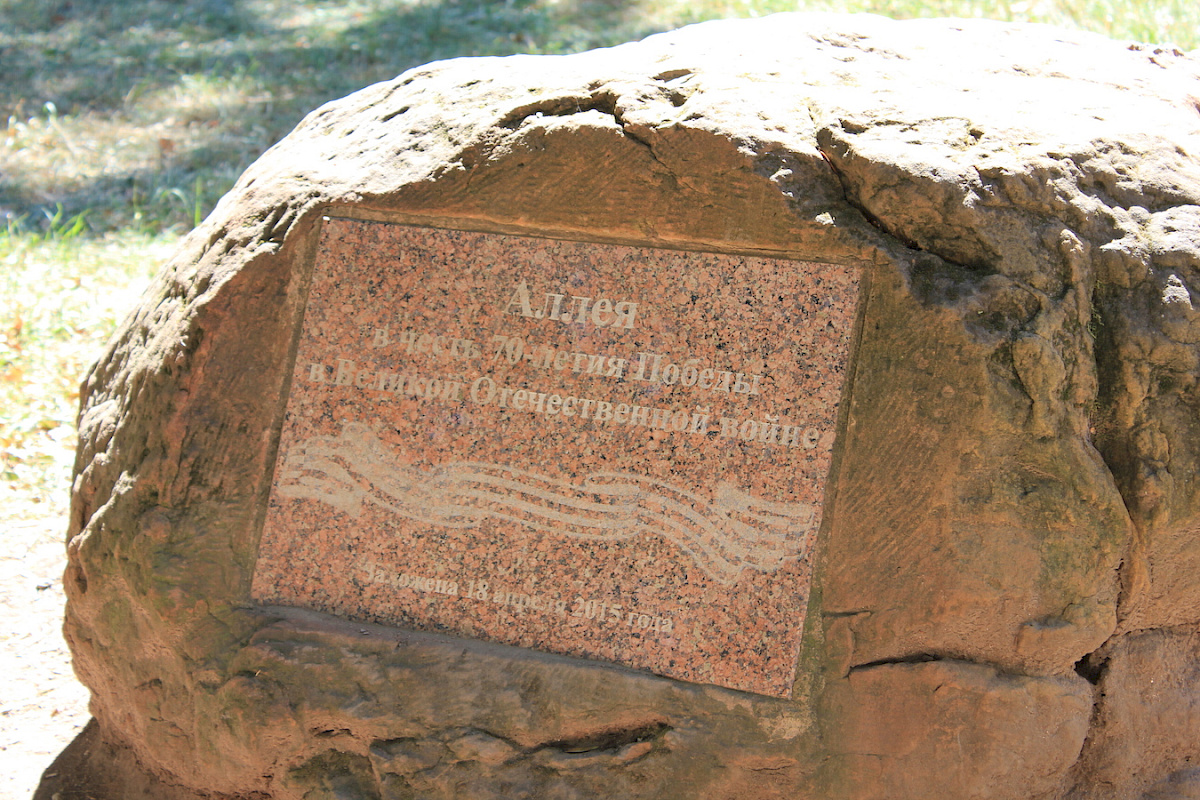 Аллея туи штамбовой в честь 70-летия Победы в ВОВ