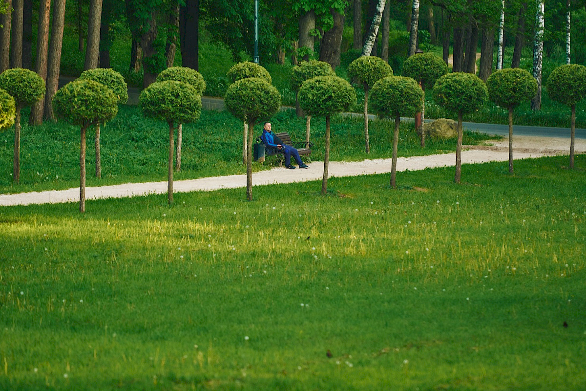 Аллея туи штамбовой в честь 70-летия Победы в ВОВ