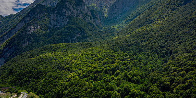 Отель Forrest